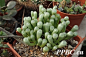 Fenestraria aurantiaca五十铃玉