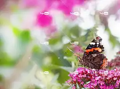 蝴蝶 花壁纸 昆虫 性质 动物 翼 夏季 宏 春天 花