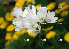 叙利亚洋葱 花壁纸 花 白 美丽的花朵 大Zebdanense 小的