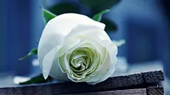 花朵_玫瑰花_花卉壁纸_玫瑰_静物玫瑰_玫瑰艳丽_白玫瑰_2013年1季度壁纸精选_桌面壁纸_爱壁纸HD