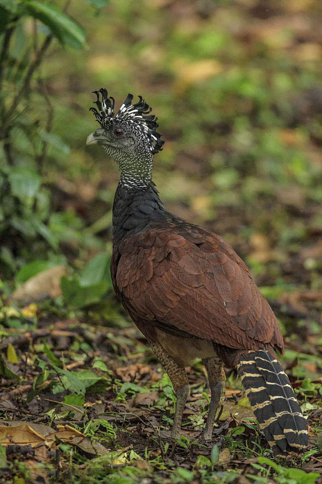 鸡形目凤冠雉科凤冠雉属大凤冠雉