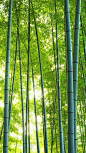风景