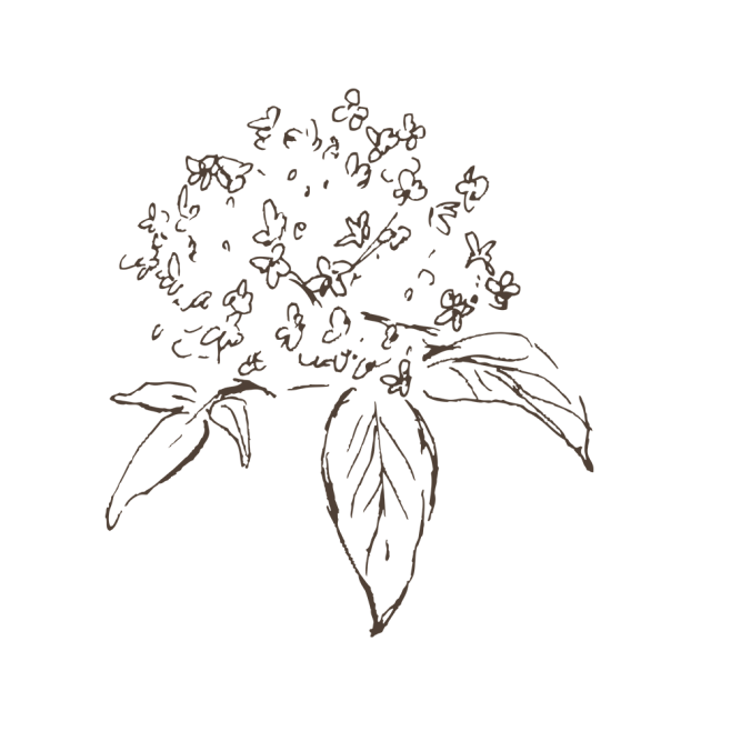接骨木_PNG线稿素描手绘植物花水仙菊化...