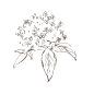 接骨木_PNG线稿素描手绘植物花水仙菊化妆品包装海报平面AI矢量设计素材