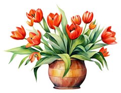 点击来源直接获取大图文件 |PNG格式的郁金香植物花序图