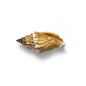 海星海螺贝壳珊瑚海马等 海洋生物主题 高清素材 053.png