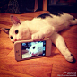 猫咪也会自拍了