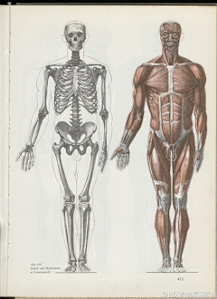 IAY乙楼采集到人体肌肉结构