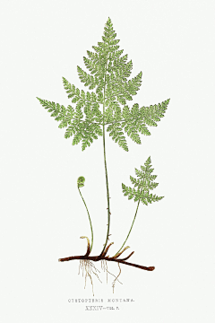 33画画采集到花草植物