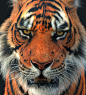 Tiger, Dmytro Teslenko : http://www.turbosquid.com/FullPreview/Index.cfm/ID/1071602?ID=1071602&seo=0?referral=Missset