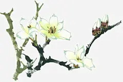 手绘玉兰花_新图网 https://www.ixintu.com