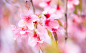 Wild Himalayan Cherry by zettaporn  on 500px