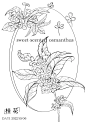 Day1 ｜iapd绘画｜桂花