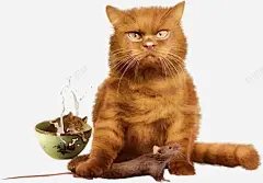 猫和老鼠 创意素材