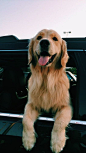 This golden retriever pup can't wait for those long summer drives down the highway    #dogs #dogmom #love #pets #summer #drives #puppies #adorable