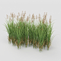 Grass Bush