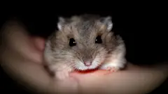 可爱仓鼠壁纸|仓鼠壁纸|可爱壁纸_站长壁纸