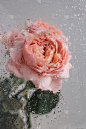 粉红色的玫瑰花瓶在木桌在灰色的墙背景靠近玻璃与雨的侧视图