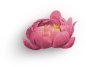 牡丹花 png