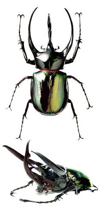 Chalcosoma atlas: