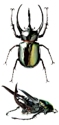 #@灵感图匠#Chalcosoma atlas: 