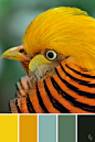 ZJ Colour Palette 157 #colourpalette #colourinspiration