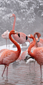 Flamingos in the snow