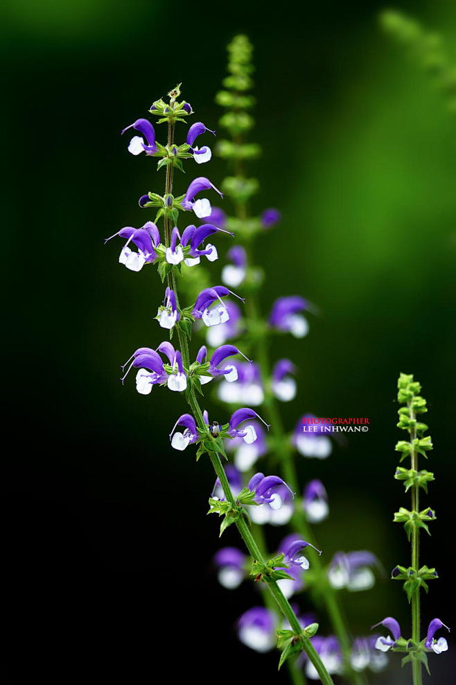 Meadow clary : [Salv...