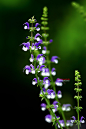 Meadow clary : [Salvia Pratensis 'Madeline']__Dear my friends, supporters, and guys and gals. Here comes my apology. As I am getting too busy with my professions, I am not able to spend as much time in 500px as before. Though I am trying my best, I hardly