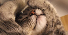letsnerous采集到猫 GATTI✿✫✱