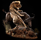 Lion Attacking Cape Buffalo - Pose #10 Image