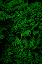 General 3000x4498 nature plants ferns macro green leaves