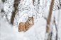 大山猫走在寒冷和壮丽的冬季森林