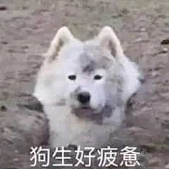 狗狗表情包