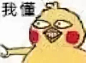 【小黄鸡 / 鹦鹉兄弟】表情包400+张，持续更新中...