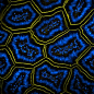 Transverse optical section through villi of small intestine | 900X 2-photon fluorescence