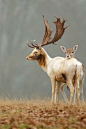 fallow love - By: (Mark Bridger)