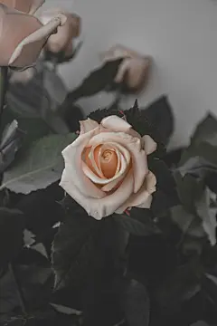 玫瑰花高清摄影素材