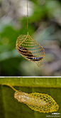 尾蛾科Urodidae 的幼虫会用口器给自己织一个美丽的网状茧，用丝吊在半空，我都想躺在里面化蛹了！下图的蛹已经羽化成了蛾子飞走，只剩下蛹壳和破掉的茧。
