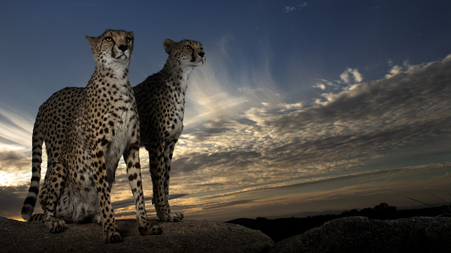 Cheetahs by Carlos S...