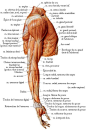 upper body anatomy - Google Search