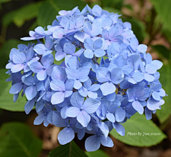 狸花一只春带雨采集到花