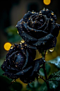 This photo shows three black roses with water droplets, bright green leaves against a background of blurred raindrops, yellow lighting, Ann Thetis Blacker, dark color, macro photo, Gothic art