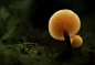 Flammulina velutipes by cassilda dias on 500px