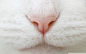 特写猫动物宠物的鼻子国内的猫 - 壁纸（#2722355）/ Wallbase.cc