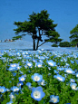 藍田野 ，日本日立海濱公園！ #景点#