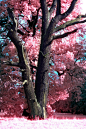 Amazing blossom trees - the sky and leaves r gorgeous together <-- reminds me of cotton candy...