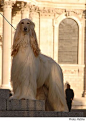 Afghan hound.