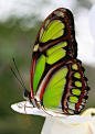 Malachite Butterfly: Butterflies, as the excellent biodiversity indicators, react very quickly to the environmental change. Their declines are an early warning for other wildlife losses.