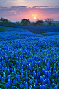 蓝色花海——美国德克萨斯州的鲁冰花。

